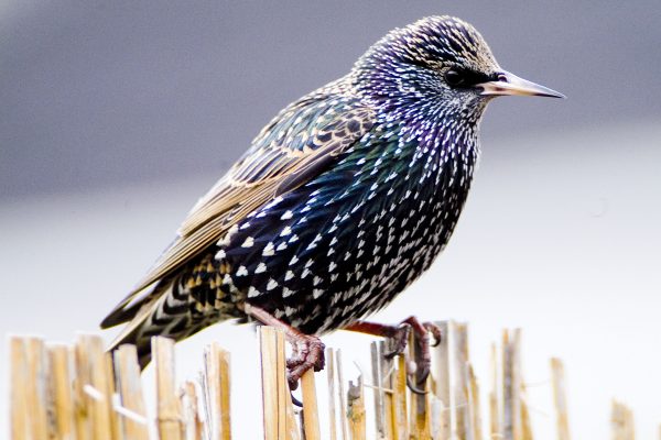 starling-perching-on-wicker-fence
