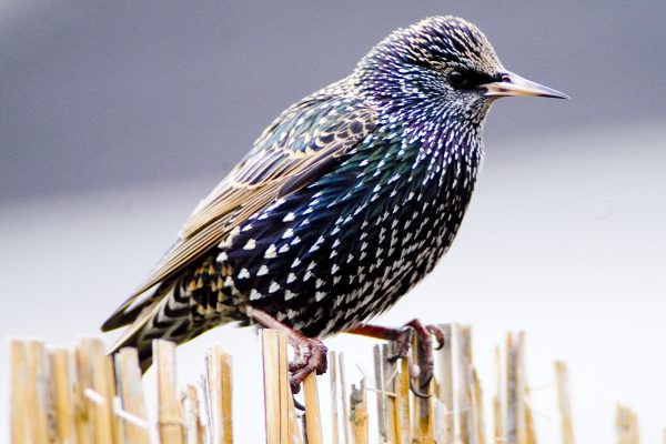 common starling nest