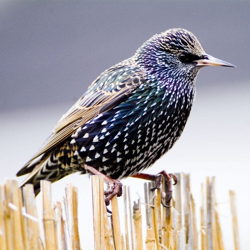 starling-perching-on-wicker-fence
