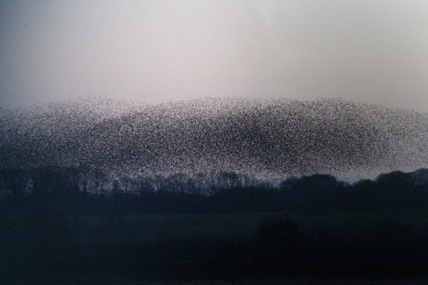 starling-murmuration-over-farmland