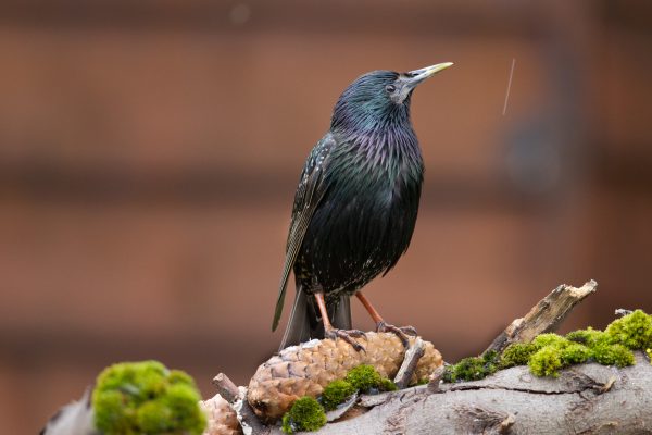 starling-perching-on-pine-cone