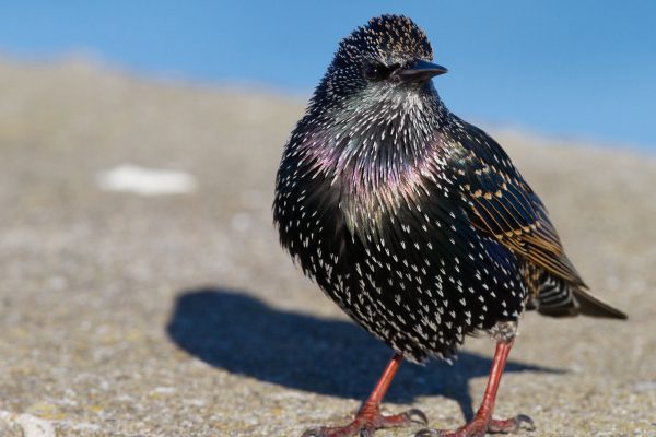 starling-perching-on-roof-irridescent-in-the-sun