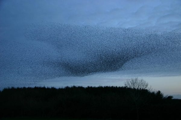 starling-murmuration-over-woodland