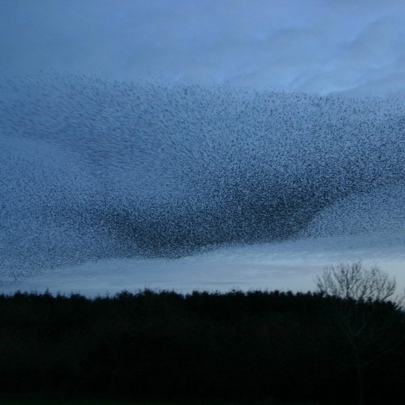 starling-murmuration-over-woodland