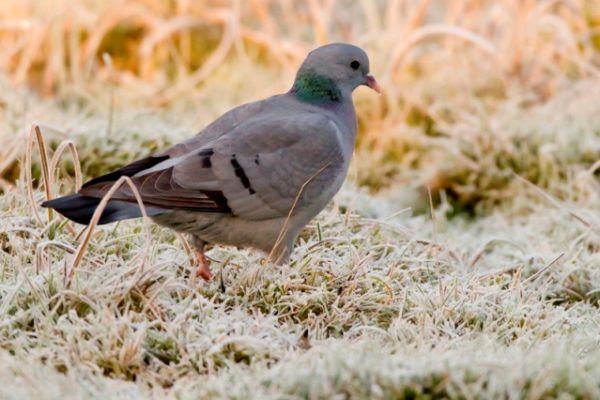 Stock Dove foraging on the ground (Grahame Madge)