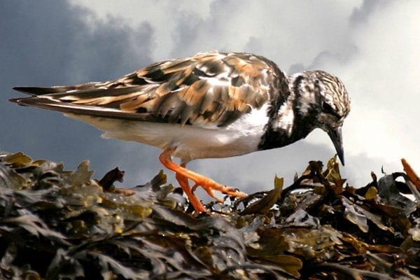 turnstone-foraging-on-bladderwrack