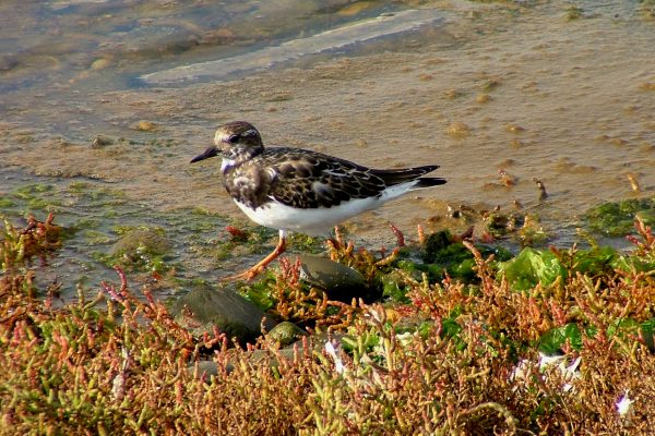 turnstone-walking-on-seashore