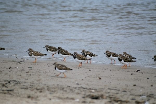 a-number-of-turnstone-standing-on-a-beach