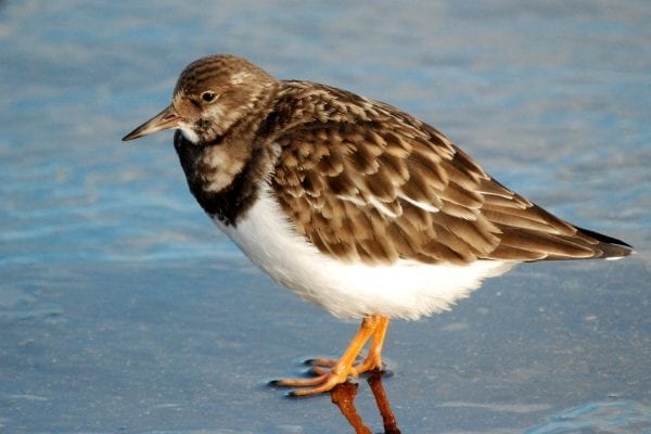 turnstone-stading-in-water