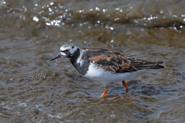 turnstone-wading-through-water