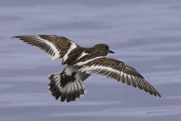 turnstone-in-flight-showing-back-of-wing-feathers