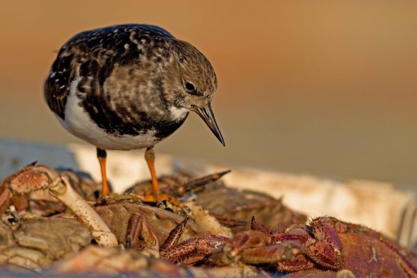 turnstone-looking-down-upon-shore-crab