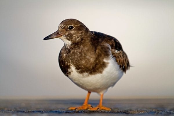 turnstone-standing