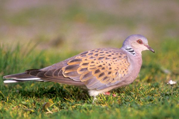 turtle-dove-in-grass-field