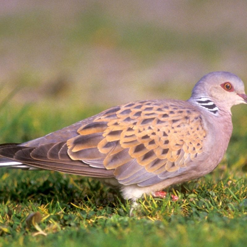 turtle-dove-in-grass-field