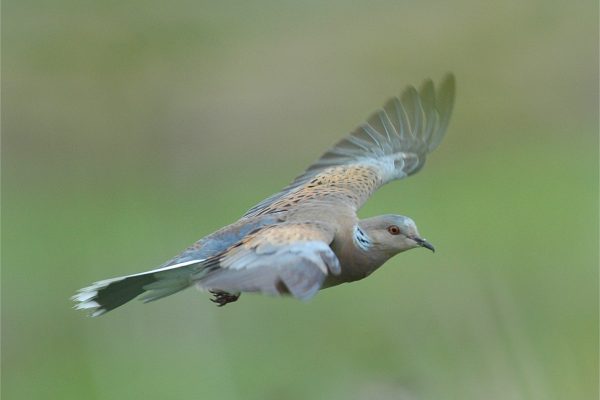 turtle-dove-in-flight