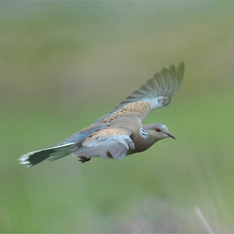 turtle-dove-in-flight