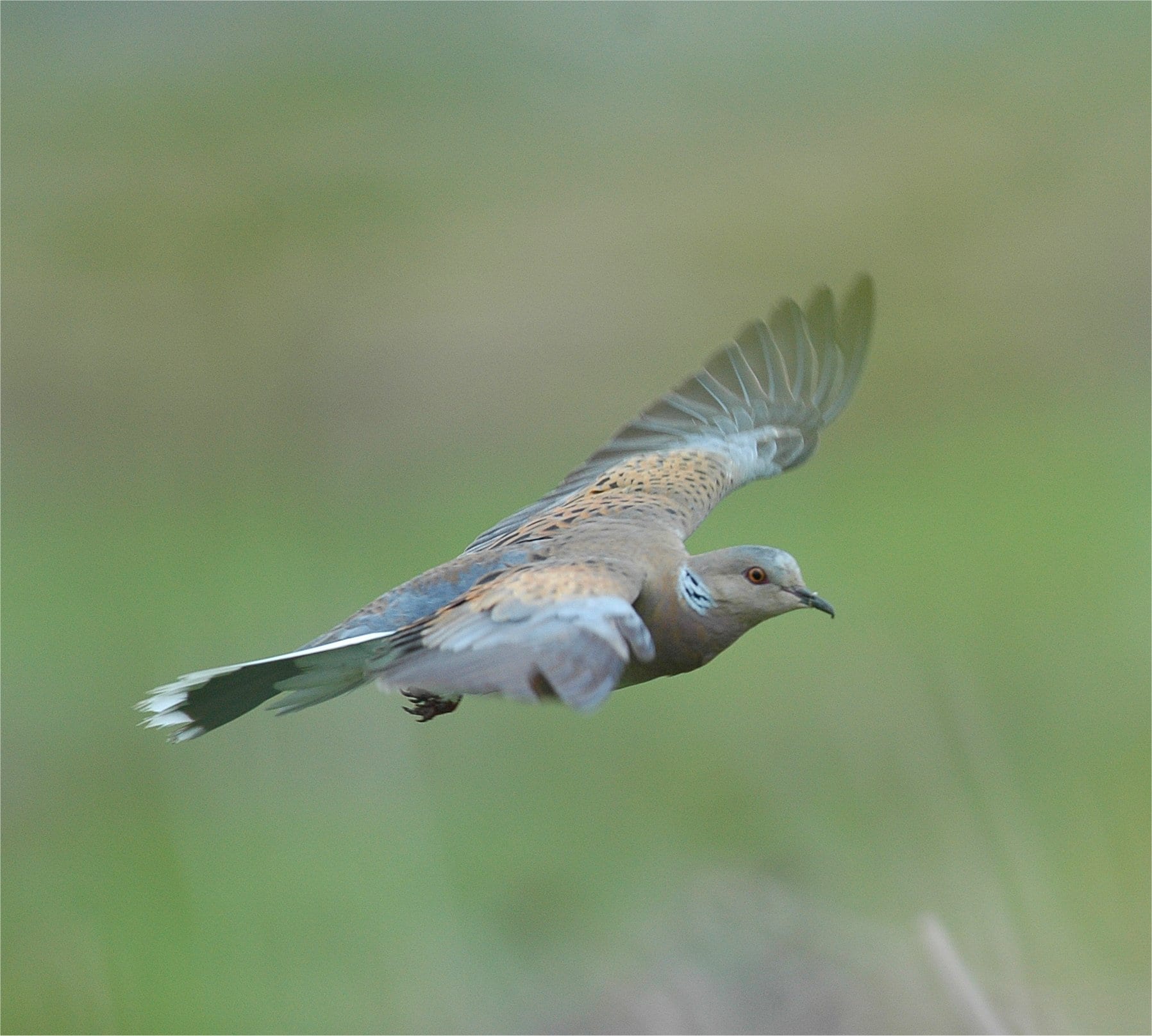 turtle-dove-in-flight