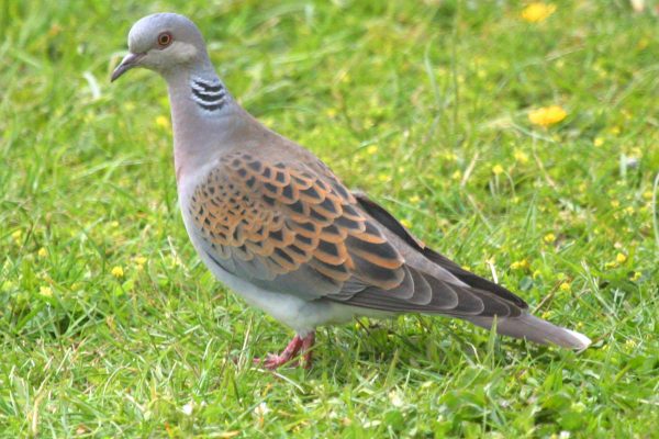 turtle-dove-standing-upright-in-grassy-field