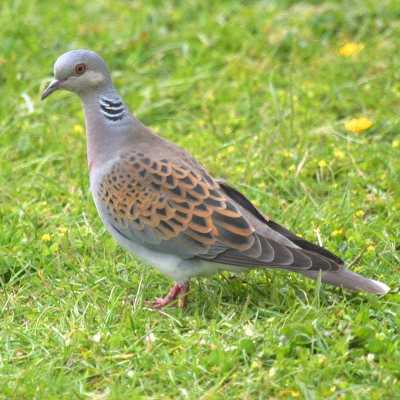turtle-dove-standing-upright-in-grassy-field