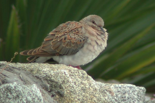 turtle-dove-standing-on-rock