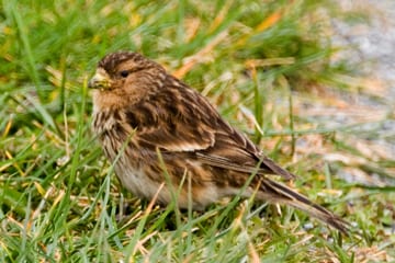 twite-standing-on-grassy-verge