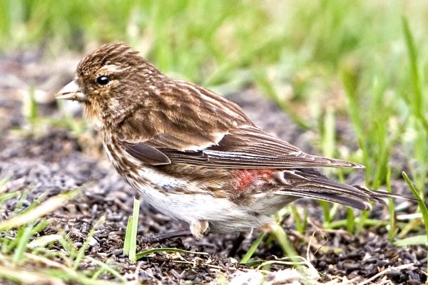 twite-feeding-on-seed