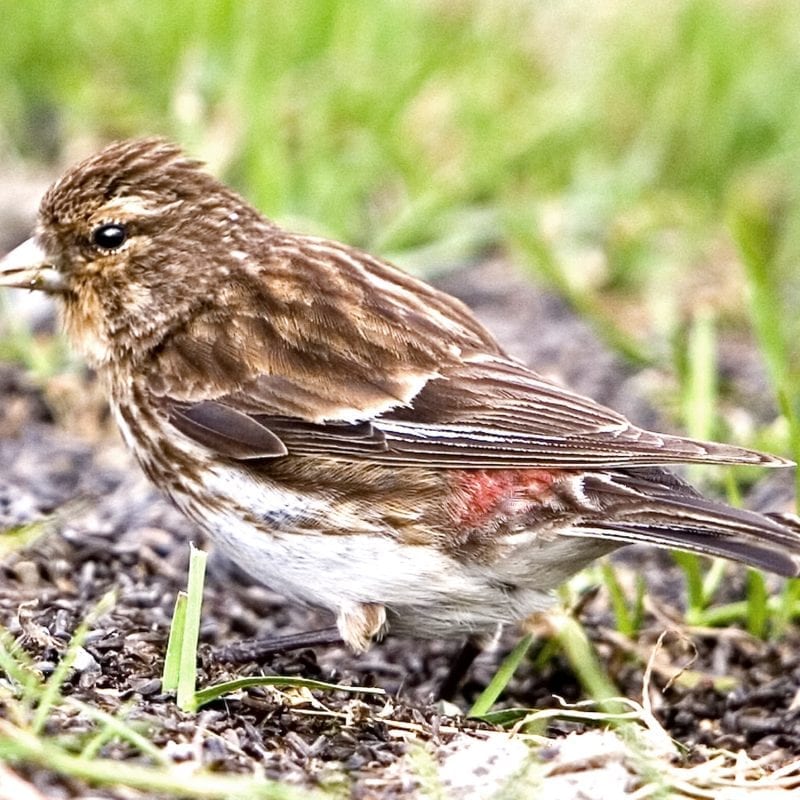 twite-feeding-on-seed