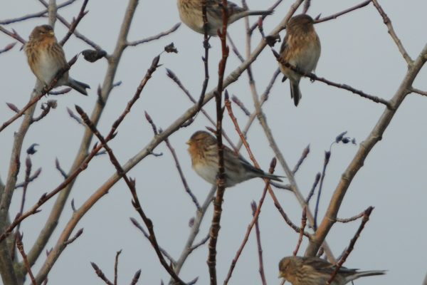 a-number-of-twite-perched-in-a-tree