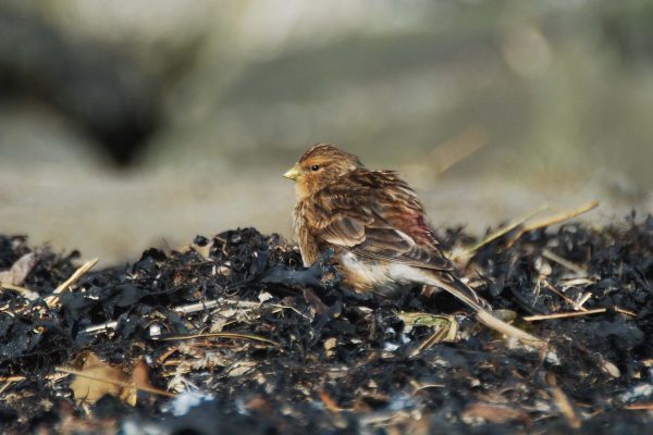 twite-standing-on-seashore-surrounded-by-seaweed