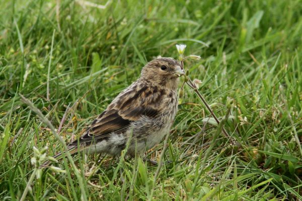 juvenile-twite-standing-in-grass
