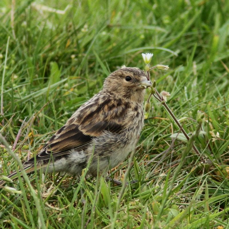 juvenile-twite-standing-in-grass