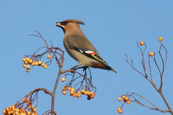 waxwing-side-profile-perched-with-berry-in-beak