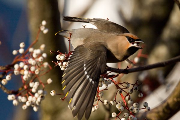 waxwing-taking-to-the-wing-with-berry-in-beak