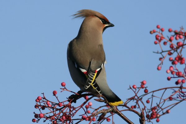 waxwing-displaying-red-and-yellow-wing-feathers