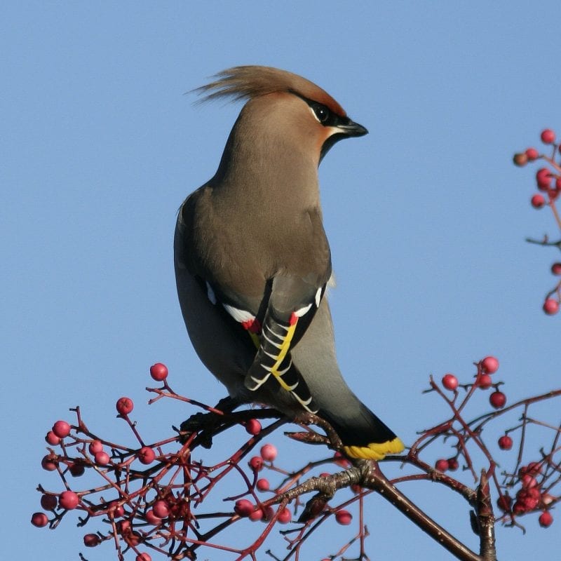 waxwing-displaying-red-and-yellow-wing-feathers