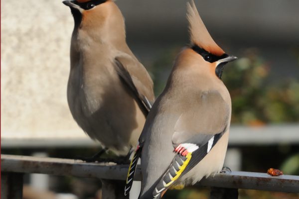 a-pair-of-waxwings-sitting-on-a-railing