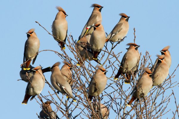 waxwing-flock-perched-at-top-of-tree