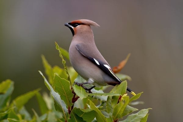 waxwing-perched-on-green-leaves