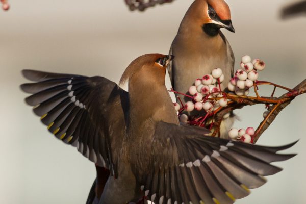 waxwings-feeding-on-white-berries