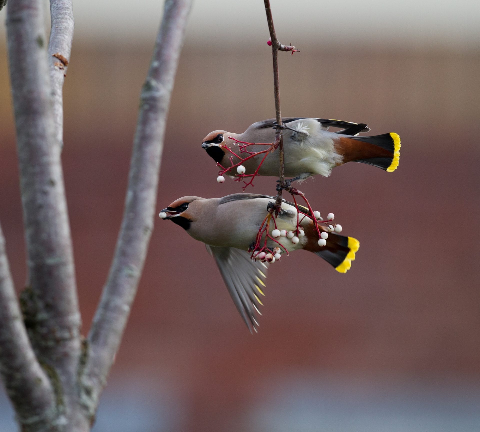 two-waxwings-hanging-on-thin-branch-with-berries