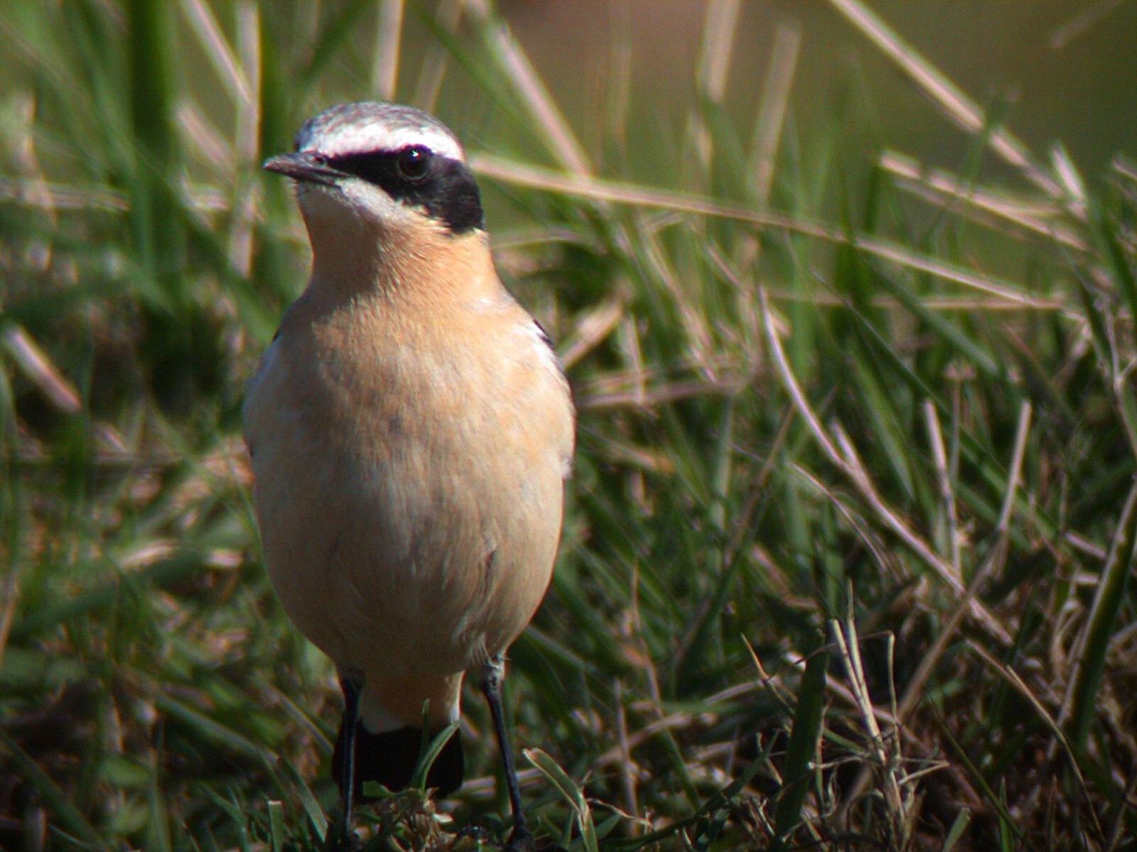wheatear-standing-in-grass-front-view