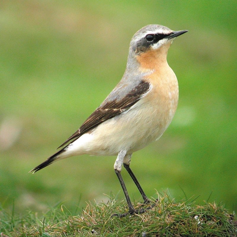 wheatear-standing-on-grass-tuft