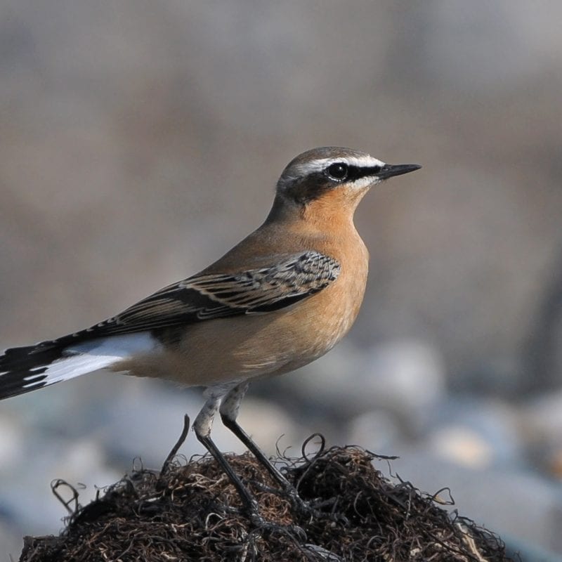 wheatear-perched-on-seaweed