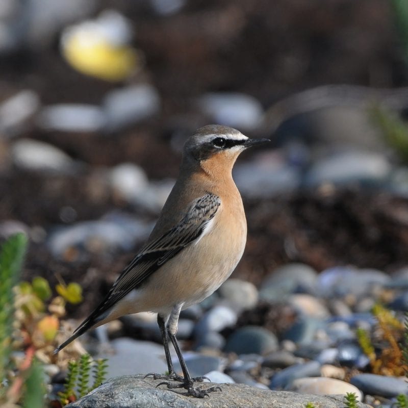 wheatear-standing-on-shingle-shore-with-surrounding-herbs