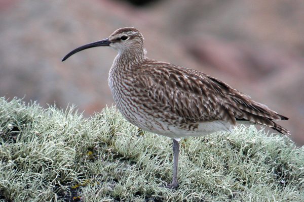 whimbrel-standing-on-lichen-covered-rock
