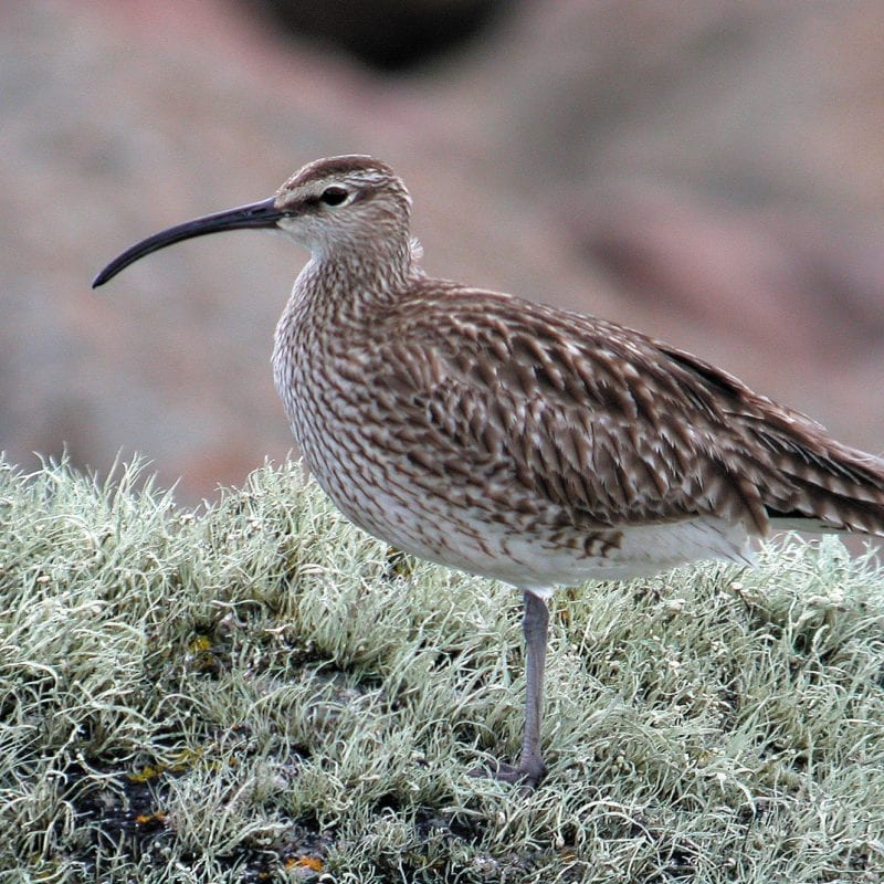 whimbrel-standing-on-lichen-covered-rock