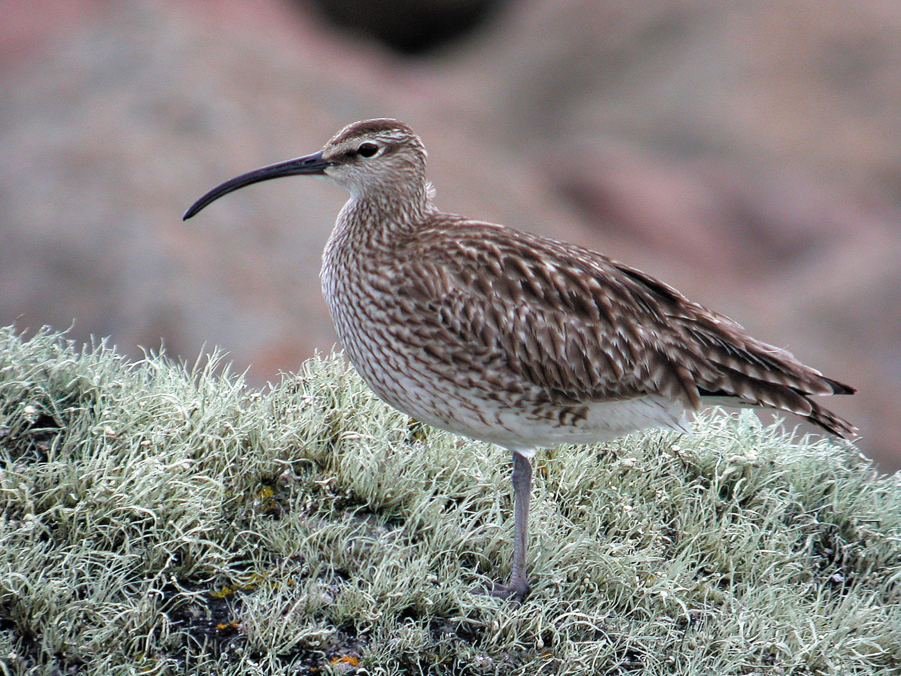 whimbrel-standing-on-lichen-covered-rock