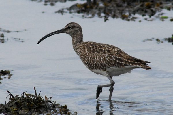 whimbrel-wading-through-water