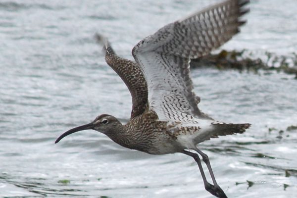 whimbrel-taking-to-the-wing